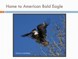 Home to American Bald Eagle Photo by Todd Battey 