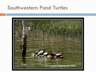 Southwestern Pond Turtles Photo by Jim Walker Photo by Jim Walker 