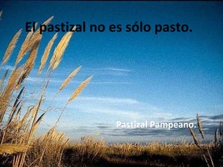 El pastizal no es sólo pasto Pastizal Pampeano. El pastizal no es sólo pasto.  Pastizal Pampeano. 