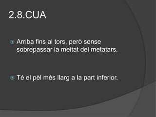 2.8.CUA

   Arriba fins al tors, però sense
    sobrepassar la meitat del metatars.



   Té el pèl més llarg a la part inferior.
 