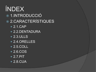 ÍNDEX
 1.INTRODUCCIÓ
 2.䴡鴡շÍձϱ
     2.1.CAP
     2.2.DENTADURA
     2.3.ULLS
     2.4.ORELLES
     2.5.COLL
     2.6.COS
     2.7.PIT
     2.8.CUA
 