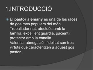 1.INTRODUCCIÓ
   El pastor alemany és una de les races
    de gos més populars del món.
    Treballador nat, afectuós amb la
    família, excel·lent guardià, pacient i
    protector amb la canalla.
    Valentia, abnegació i fidelitat són tres
    virtuts que caracteritzen a aquest gos
    pastor.
 