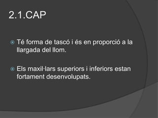 2.1.CAP

   Té forma de tascó i és en proporció a la
    llargada del llom.

   Els maxil·lars superiors i inferiors estan
    fortament desenvolupats.
 