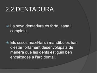 2.2.DENTADURA

   La seva dentadura és forta, sana i
    completa .

   Els ossos maxil·lars i mandíbules han
    d'estar fortament desenvolupats de
    manera que les dents estiguin ben
    encaixades a l'arc dental.
 