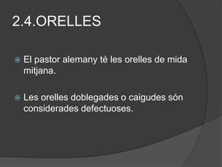 2.4.ORELLES

   El pastor alemany té les orelles de mida
    mitjana.

   Les orelles doblegades o caigudes són
    considerades defectuoses.
 