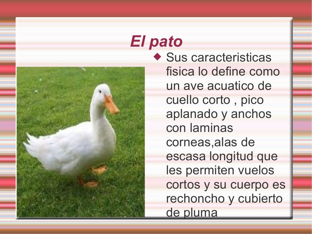 El pato
