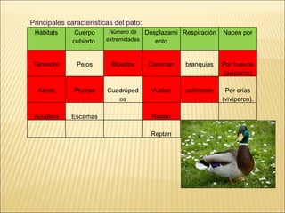 Principales características del pato: Hábitats Cuerpo cubierto  Número de extremidades Desplazamiento Respiración Nacen por Terrestre Pelos Bípedos Caminan branquias Por huevos (ovíparos) Aéreo Plumas Cuadrúpedos Vuelan pulmones Por crías (vivíparos). Acuático Escamas Nadan Reptan 