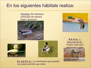 En los siguientes hábitats realiza: Terrestre  :Se desplaza caminado de manera torpe y graciosa.. . . Aéreo –terrestre:  Puede volar pero distancias cortas. . Acuático:  La membrana que poseen sus patas permite que nade. 