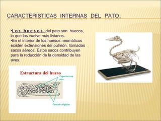 Los huesos  del pato son  huecos, lo que los vuelve más livianos.  En el interior de los huesos neumáticos existen extensiones del pulmón, llamadas sacos aéreos. Estos sacos contribuyen para la reducción de la densidad de las aves. 