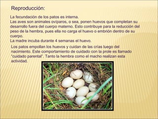 Reproducción: La fecundación de los patos es interna. Las aves son animales ovíparos, o sea, ponen huevos que completan su desarrollo fuera del cuerpo materno. Esto contribuye para la reducción del peso de la hembra, pues ella no carga el huevo o embrión dentro de su cuerpo. La madre incuba durante 4 semanas el huevo. Los patos empollan los huevos y cuidan de las crías luego del nacimiento. Este comportamiento de cuidado con la prole es llamado “cuidado parental”. Tanto la hembra como el macho realizan esta actividad. 