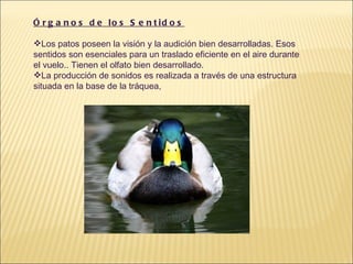 Órganos de los Sentidos Los patos poseen la visión y la audición bien desarrolladas. Esos sentidos son esenciales para un traslado eficiente en el aire durante el vuelo.. Tienen el olfato bien desarrollado. La producción de sonidos es realizada a través de una estructura situada en la base de la tráquea,  