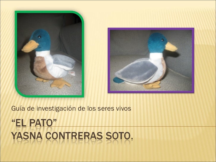 Como Nacen Los Patos Explicacion Para Niños Niños Relacionados