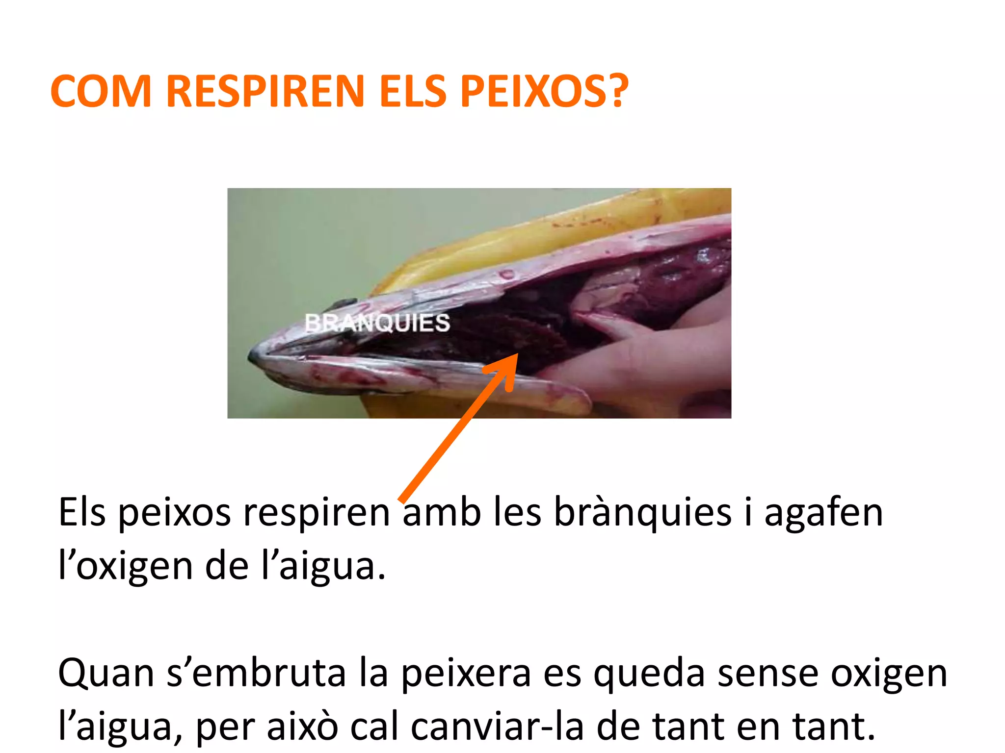 COM RESPIREN ELS PEIXOS?




Els peixos respiren amb les brànquies i agafen
l’oxigen de l’aigua.

Quan s’embruta la peixera es queda sense oxigen
l’aigua, per això cal canviar-la de tant en tant.
 