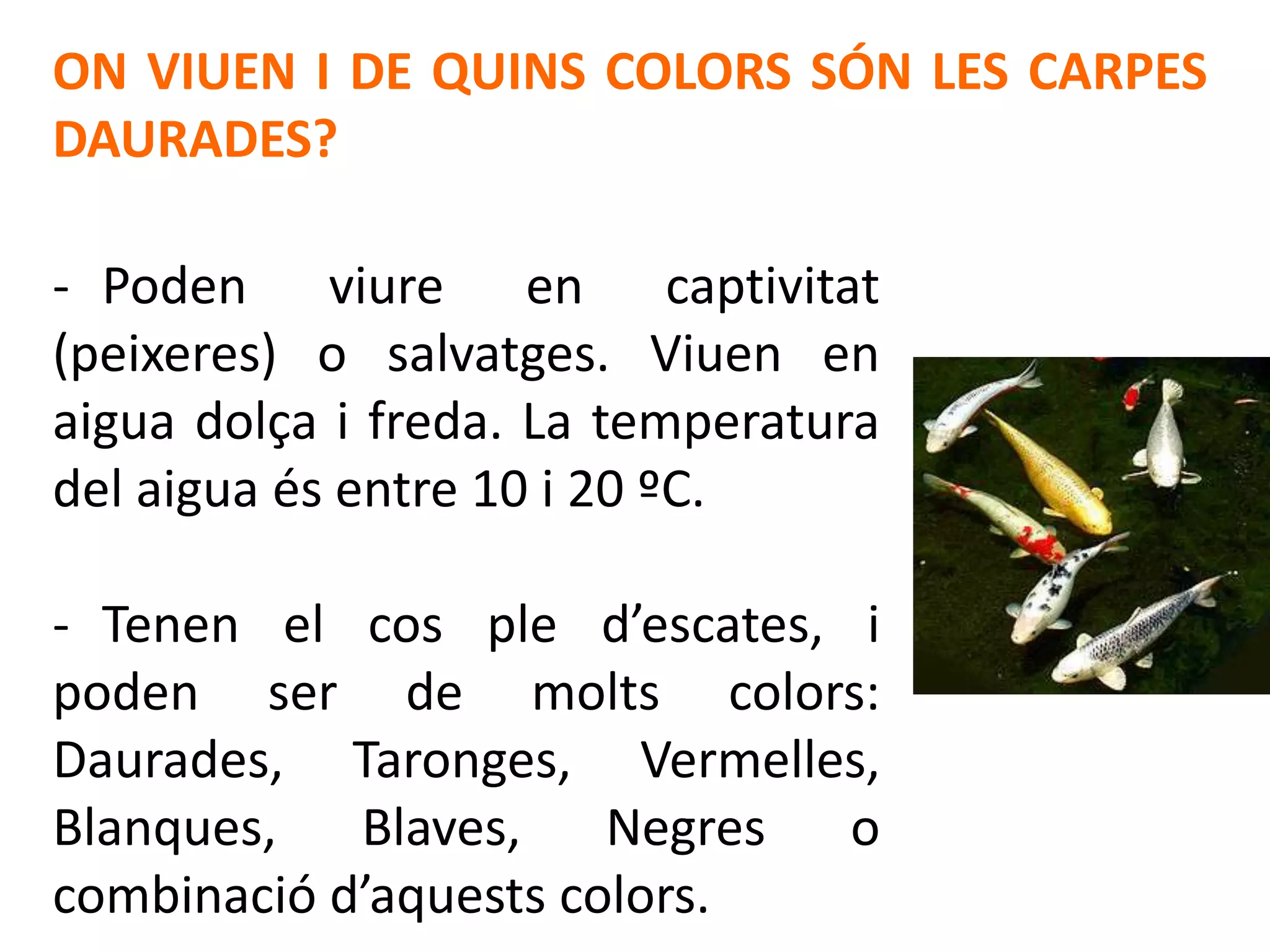 ON VIUEN I DE QUINS COLORS SÓN LES CARPES
DAURADES?

- Poden viure en captivitat
(peixeres) o salvatges. Viuen en
aigua dolça i freda. La temperatura
del aigua és entre 10 i 20 ºC.

- Tenen el cos ple d’escates, i
poden ser de molts colors:
Daurades, Taronges, Vermelles,
Blanques,   Blaves,    Negres o
combinació d’aquests colors.
 