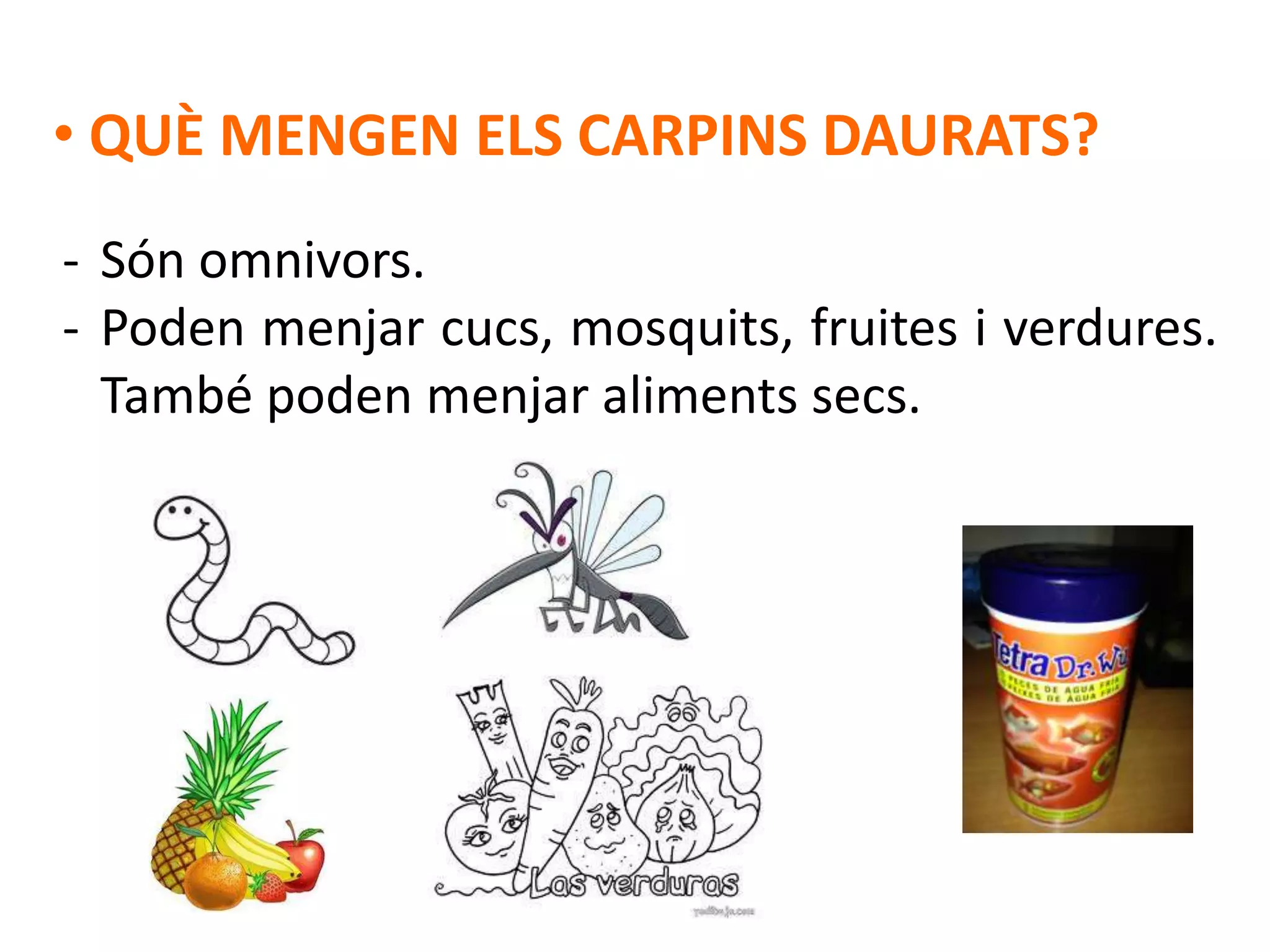 • QUÈ MENGEN ELS CARPINS DAURATS?
- Són omnivors.
- Poden menjar cucs, mosquits, fruites i verdures.
  També poden menjar aliments secs.
 