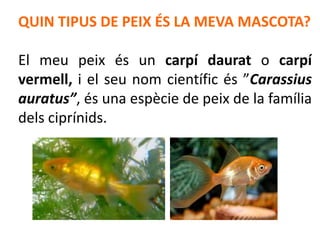 QUIN TIPUS DE PEIX ÉS LA MEVA MASCOTA?

El meu peix és un carpí daurat o carpí
vermell, i el seu nom científic és ”Carassius
auratus”, és una espècie de peix de la família
dels ciprínids.
 