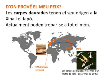D’ON PROVÉ EL MEU PEIX?
Les carpes daurades tenen el seu origen a la
Xina i el Japó.
Actualment poden trobar-se a tot el món.



                             XINA      JAPÓ




              CASA MEVA
              Terrassa    Les carpes de riu poden fer més d’un
                          metre de llarg i pesar més de 30 Kg
 