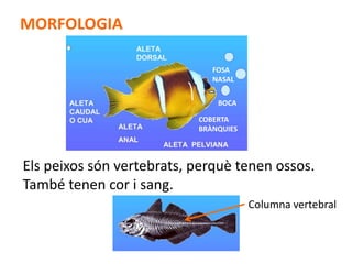 MORFOLOGIA

                              FOSA
                              NASAL


                               BOCA

                           COBERTA
                           BRÀNQUIES




Els peixos són vertebrats, perquè tenen ossos.
També tenen cor i sang.
                                       Columna vertebral
 