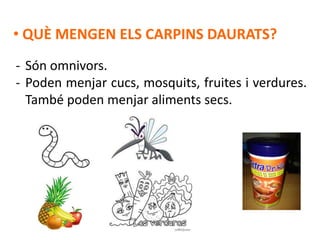 • QUÈ MENGEN ELS CARPINS DAURATS?
- Són omnivors.
- Poden menjar cucs, mosquits, fruites i verdures.
  També poden menjar aliments secs.
 