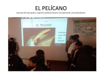 EL PELÍCANO
Discentes del sexto grado a cargo de la profesora Rosario Luza exponiendo acerca del pelícano
 
