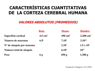 CARACTERÍSTICAS CUANTITATIVAS
   DE LA CORTEZA CEREBRAL HUMANA

             VALORES ABSOLUTOS (PROMEDIOS)

                             Rata      Monos                Hombre
Superficie cortical          4.5 cm2   490 cm2              2,200 cm2
Número de neuronas           6.56      7.109                3.1010
N° de sinapsis por neurona             2.103               1.5 x 105
Número total de sinapsis               6.108               1015
Peso                         6g        450 g               1,300 g



                                          Tomado de: Changeux, J-P. (1985)
 