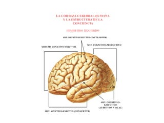 LA CORTEZA CEREBRAL HUMANA
                Y LA ESTRUCTURA DE LA
                      CONCIENCIA

                     HEMISFERIO IZQUIERDO

                  SI ST. COGNITIVO-EJECUTIVO (TACTIL-MOTOR)



                                        SIST. COGNITIVO -PRODUCTIVO
SISTE MA CONATIVO-VOLITIVO




                                                     SIST. COGNITIVO -
                                                        EJECUTIVO
                                                   (AUDITIVO Y VISUAL )
  SIST. AFE CT IVO-E MO TIVO (CONSCIE NT E)
 