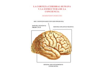 LA CORTEZA CEREBRAL HUMANA
     Y LA ESTRUCTURA DE LA
           CONCIENCIA
              HEMISFERIO DERECHO


  SIST. COGNITIVO -EJECUT IVO (INCONSCIE NT E)


SISTE MA COG NITIVO-
PRO DUCTIVO                   SISTE MA CONATIVO-VOLITIVO




                SISTE MA AFECTIVO-EMOTIVO
                       (CONSCIENTE)
 