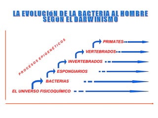 S
                                                                     O                       PRIMATES
                                                                IC
                                                            T
                                                        É
                                                    N                              VERTEBRADOS
                                                E
                                           IG
                                       P
                                   E
                           O
                               S                                             INVERTEBRADOS
                       S
                   E
               C
           O                                                    ESPONGIARIOS
       R
   P

                                           BACTERIAS

EL UNIVERSO FISICOQUÍMICO
 