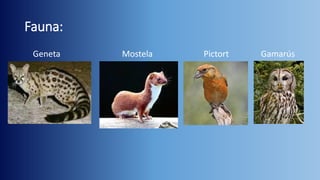 Fauna:
Geneta

Mostela

Pictort

Gamarús

 