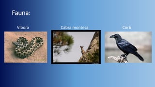 Fauna:
Víbora

Cabra montesa

Corb

 