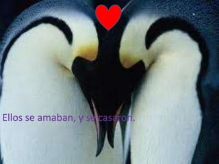 Ellos se amaban, y se casaron.
 