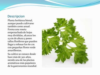 Descripcion
Planta herbácea bienal,
aunque puede cultivarse
también como anual.
Forma una roseta
empenachada de hojas
muy divididas, alcanza los
15 cm de altura y posee
tallos floríferos que pueden
llegar a rebasar los 60 cm
con pequeñas flores verde
amarillentas.
Su cultivo se conoce desde
hace más de 300 años,
siendo una de las plantas
aromáticas más populares
de la gastronomía mundial.
 