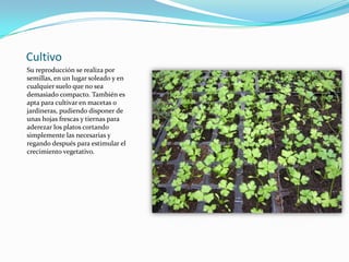 Cultivo
Su reproducción se realiza por
semillas, en un lugar soleado y en
cualquier suelo que no sea
demasiado compacto. También es
apta para cultivar en macetas o
jardineras, pudiendo disponer de
unas hojas frescas y tiernas para
aderezar los platos cortando
simplemente las necesarias y
regando después para estimular el
crecimiento vegetativo.
 