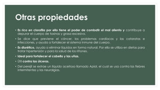 Otras propiedades
• Es rico en clorofila por ello tiene el poder de combatir el mal aliento y contribuye a
depurar el cuerpo de toxinas y grasa excesiva.
• Se dice que previene el cáncer, los problemas cardíacos y las cataratas e
infecciones, y ayuda a fortalecer el sistema inmune del cuerpo.
• Es diurético, ayuda a eliminar líquidos en forma natural. Por ello se utiliza en dietas para
tratar hipertensión y para la salud de los riñones.
• Ideal para fortalecer el cabello y las uñas.
• Útil contra las úlceras.
• Del perejil se extrae un líquido aceitoso llamado Apiol, el cual se usa contra las fiebres
intermitentes y las neuralgias.
 