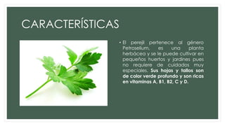 CARACTERÍSTICAS
• El perejil pertenece al género
Petroselium, es una planta
herbácea y se le puede cultivar en
pequeños huertos y jardines pues
no requiere de cuidados muy
especiales. Sus hojas y tallos son
de color verde profundo y son ricas
en vitaminas A, B1, B2, C y D.
 