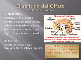 FUNCIONES:
-Participa en la digestión
-Controla la regulación térmica
-Advierte de posibles peligros
-Nos proporciona sensaciones.
-Agrupa emociones y recuerdos.
¿POR QUÉ?
Porque los olores llegan
directamente al Sistema Límbico
Las células olfatorias se
“cansan” si se exponen
mucho tiempo a una misma
sustancia.
 