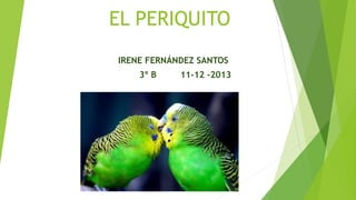 EL PERIQUITO
IRENE FERNÁNDEZ SANTOS
3º B

11-12 -2013

 