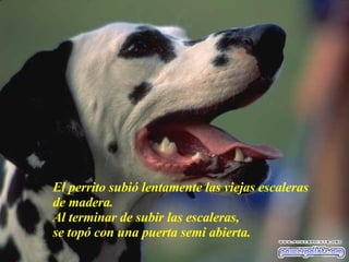 El perrito subió lentamente las viejas escaleras de madera. Al terminar de subir las escaleras,  se topó con una puerta semi abierta. 