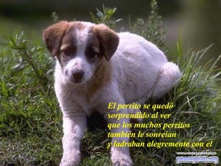 El perrito se quedó  sorprendido al ver  que los muchos perritos  también le sonreían  y ladraban alegremente con el  