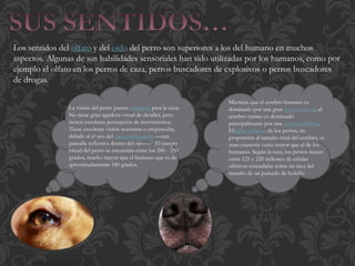 Los sentidos del olfato y del oído del perro son superiores a los del humano en muchos
aspectos. Algunas de sus habilidades sensoriales han sido utilizadas por los humanos, como por
ejemplo el olfato en los perros de caza, perros buscadores de explosivos o perros buscadores
de drogas.
La visión del perro parece adaptada para la caza:
No tiene gran agudeza visual de detalles, pero
tienen excelente percepción de movimientos.
Tiene excelente visión nocturna o crepuscular,
debido al el uso del tapetum lucidum —una
pantalla reflectiva dentro del ojo—.21 El campo
visual del perro se encuentra entre los 240 - 250
grados, mucho mayor que el humano que es de
aproximadamente 180 grados.
Mientras que el cerebro humano es
dominado por una gran corteza visual, el
cerebro canino es dominado
principalmente por una corteza olfativa.
Elbulbo olfativo de los perros, en
proporción al tamaño total del cerebro, es
unas cuarenta veces mayor que el de los
humanos. Según la raza, los perros tienen
entre 125 y 220 millones de células
olfativas extendidas sobre un área del
tamaño de un pañuelo de bolsillo
 
