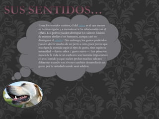 Entre los sentidos caninos, el del sabor es el que menos
se ha investigado y a menudo se le ha relacionado con el
olfato. Los perros pueden distinguir los sabores básicos
de manera similar a los humanos, aunque casi no
distinguen el salado.33 Sin embargo, los gustos preferidos
pueden diferir mucho de un perro a otro, pues parece que
no eligen la comida según el tipo de gusto, sino según su
intensidad —fuerte sabor / gusto suave—. Los primeros
meses de la vida de un cachorro son bastante importantes
en este sentido ya que suelen probar muchos sabores
diferentes cuando son jóvenes también desarrollarán un
gusto por la variedad cuando sean adultos.
 