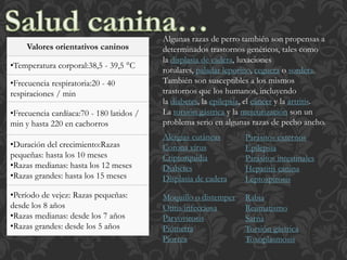 Valores orientativos caninos
•Temperatura corporal:38,5 - 39,5 °C
•Frecuencia respiratoria:20 - 40
respiraciones / min
•Frecuencia cardíaca:70 - 180 latidos /
min y hasta 220 en cachorros
•Duración del crecimiento:Razas
pequeñas: hasta los 10 meses
•Razas medianas: hasta los 12 meses
•Razas grandes: hasta los 15 meses
•Período de vejez: Razas pequeñas:
desde los 8 años
•Razas medianas: desde los 7 años
•Razas grandes: desde los 5 años
Algunas razas de perro también son propensas a
determinados trastornos genéticos, tales como
la displasia de cadera, luxaciones
rotulares, paladar leporino, ceguera o sordera.
También son susceptibles a los mismos
trastornos que los humanos, incluyendo
la diabetes, la epilepsia, el cáncer y la artritis.
La torsión gástrica y la meteorización son un
problema serio en algunas razas de pecho ancho.
Alergias cutâneas
Corona vírus
Criptorquidia
Diabetes
Displasia de cadera
Parásitos externos
Epilepsia
Parásitos intestinales
Hepatitis canina
Leptospirosis
Moquillo o distemper
Otitis infecciosa
Parvovirosis
Piómetra
Piorrea
Rabia
Reumatismo
Sarna
Torsión gástrica
Toxoplasmosis
 