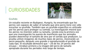 CURIOSIDADES
Gruñido
Un estudio reciente en Budapest, Hungría, ha encontrado que los
perros son capaces de saber el tamaño que otro perro tiene con sólo
escuchar su gruñido. También que un gruñido específico es utilizado
por los perros para proteger su comida. La investigación mostró que
los perros no mienten sobre su tamaño, siendo esta la primera vez
que una investigación ha puesto de manifiesto que los animales
pueden determinar el tamaño de otro por el sonido que producen. La
prueba utilizó imágenes de muchos tipos de perros, mostrando un
perro pequeño, después uno grande y reproduciendo el gruñido de
cada tipo. El resultado demostró que —20 de los 24 perros del
ensayo— miraban primero a la imagen del perro de tamaño
apropiado durante los períodos más largo de tiempo.
 