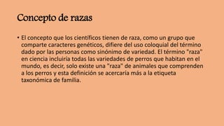 Concepto de razas
• El concepto que los científicos tienen de raza, como un grupo que
comparte caracteres genéticos, difiere del uso coloquial del término
dado por las personas como sinónimo de variedad. El término "raza"
en ciencia incluiría todas las variedades de perros que habitan en el
mundo, es decir, solo existe una "raza" de animales que comprenden
a los perros y esta definición se acercaría más a la etiqueta
taxonómica de familia.
 
