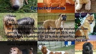 Características
• Pelaje
• Cola
• Aparato locomotor
En comparación con lobos de tamaño equivalente, los
perros tienden a tener el cráneo un 20 % más
pequeño y el cerebro un 10 % más pequeño, además
de tener los dientes relativamente más pequeños que
otras especies de cánidos
 