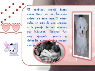 El cachorro creció hasta
convertirse en un hermoso
animal de esta raza.El perro
salvó en más de una ocasión
a la pareja de ser atacada
por ladrones. Siempre fue
muy apegado: quería y
defendía a sus dueños contra
cualquier peligro.
 