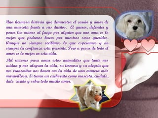 Una hermosa historia que demuestra el cariño y amor de
una mascota frente a sus dueños. El querer, defender y
poner las manos al fuego por alguien que uno ama es lo
mejor que podemos hacer por nuestros seres queridos.
Aunque no siempre recibimos lo que esperamos y no
siempre la confianza esta presente. Pero a pesar de todo el
amor es lo mejor en esta vida.
Mil razones para amar estos animalitos que tanto nos
cuidan y nos alegran la vida, su ternura y su alegria que
nos transmiten nos hacen ver la vida de una manera más
maravillosa. Si tienen un cachorrito como mascota, cuidalo,
dale cariño y sobre todo mucho amor.
 