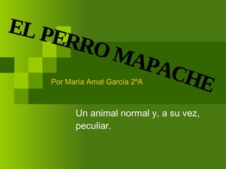 Un animal normal y, a su vez, peculiar. EL PERRO MAPACHE Por María Amat García 2ºA 