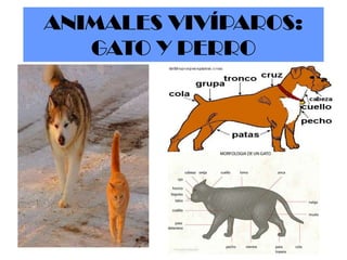 ANIMALES VIVÍPAROS:
GATO Y PERRO

 