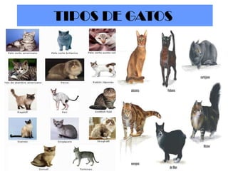 TIPOS DE GATOS

 